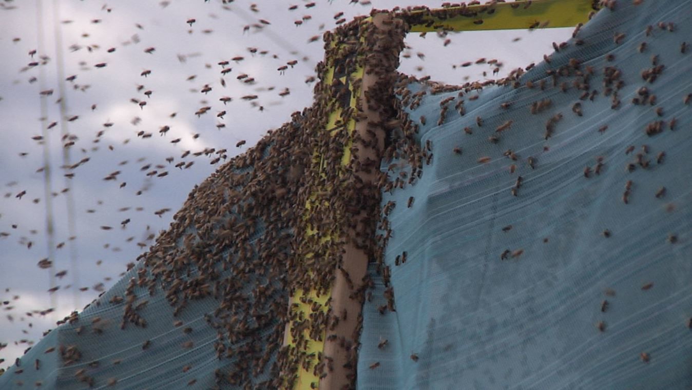 bee semi accident